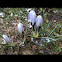 Crocus