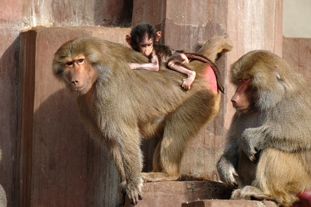 [monkey mom[2].jpg]