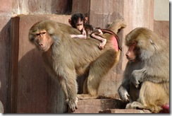 Monky family