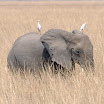 elephant au p n w.jpg