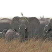 elephants au p n w.jpg