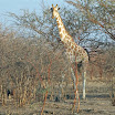 girafe au p n w.jpg