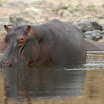 hippopotames au parc national de la bnou - rgion du nord -k.jpg