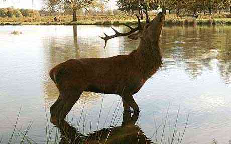 Half a million deer need to be culled in sequence to strengthen Britain