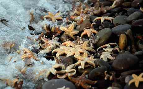 Waves wash over a little of the thousands of starfish that have been cleared up on the beach at Budleigh Salterton in Devon