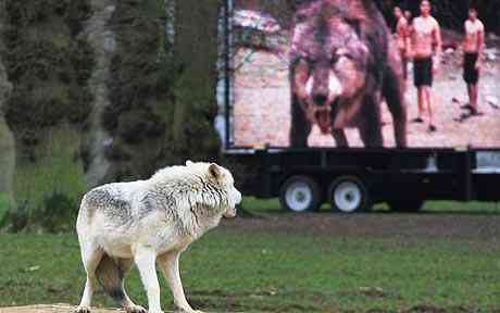 The wolves of Longleat safari play ground were since the initial ever World Wolf Premiere of the new Twilight Saga movie New Moon Twilight New Moon strike with wolves