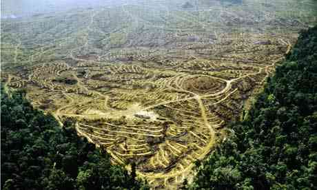 Monbiot blog: Rainforest Clearcut for Oil Palm Plantation in  Sabah, Malaysia