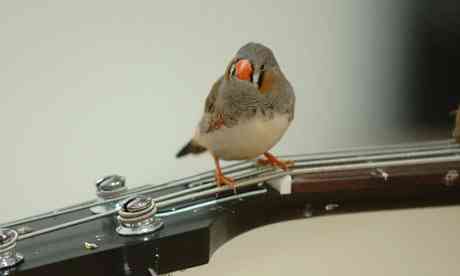 Zebra finches have song at the Barbican