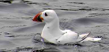 White puffin