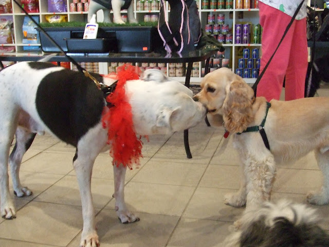 new doggie friends