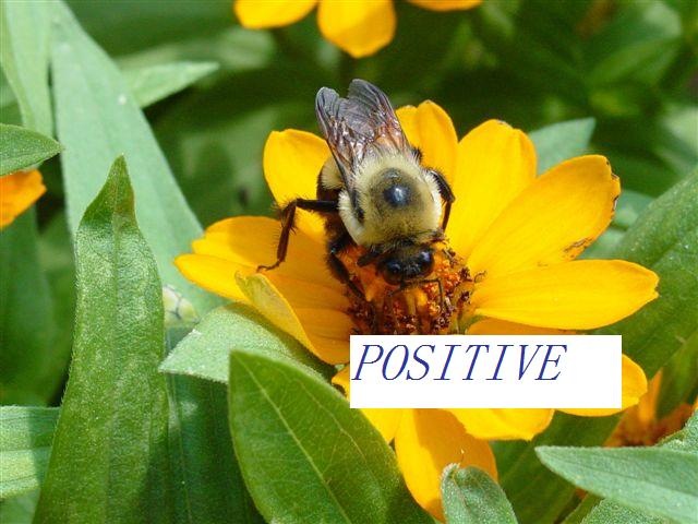 [Bumblebee[3].jpg]