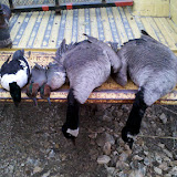 2010-11-24_09-39-12_600.jpg