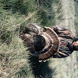 Curts first bird of the season.jpg