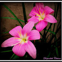 water lily