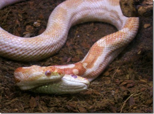snake (3)