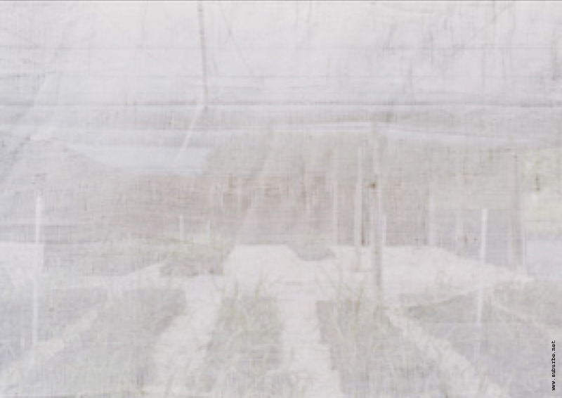 MLO: Hivernacle