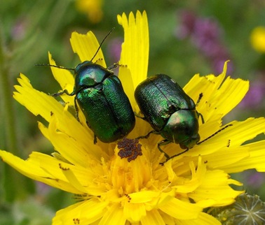 Green%20beetles