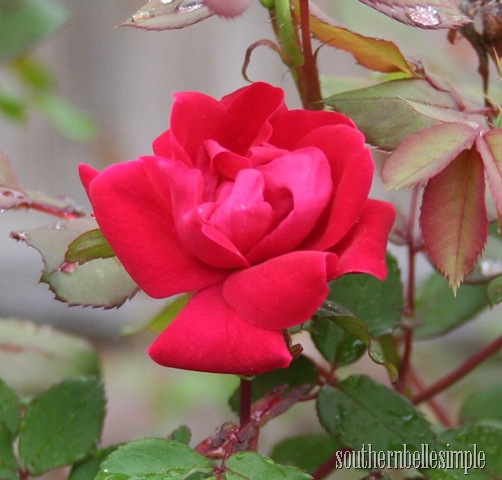 [misskathycallahanrose13.jpg]