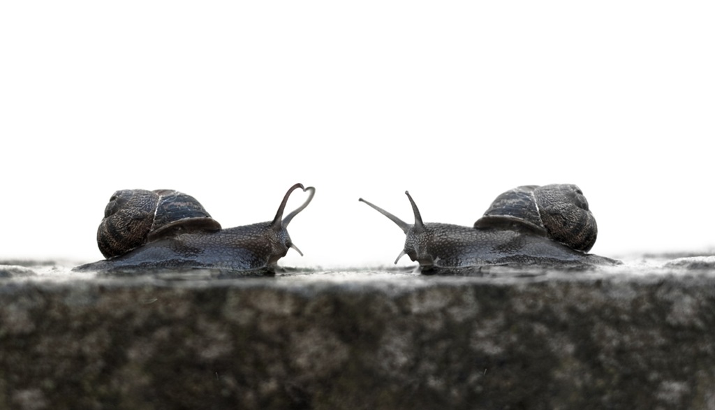 [snail love[6].jpg]