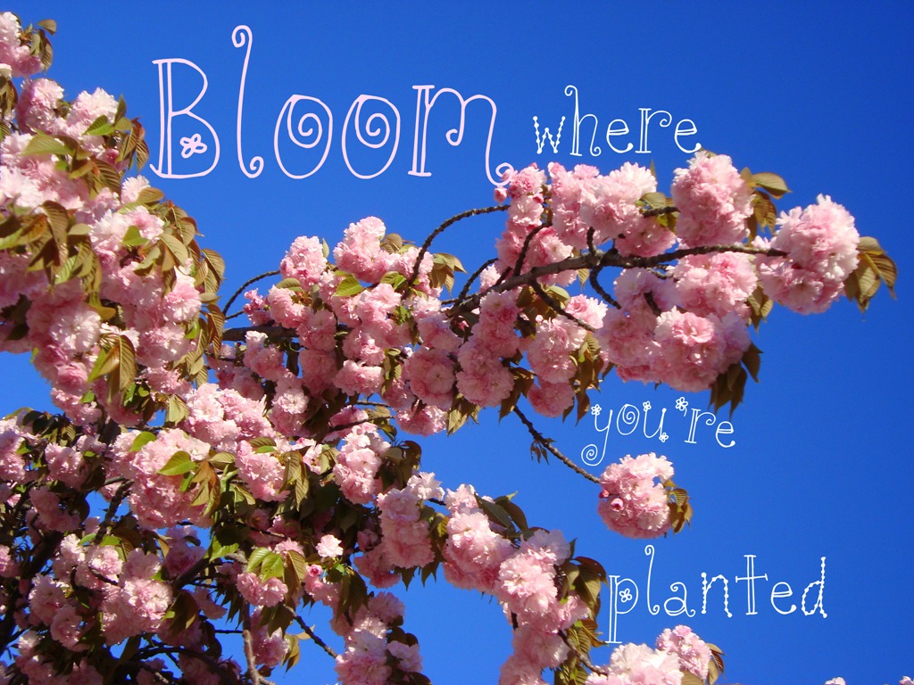 [bloom where you're planted[4].jpg]