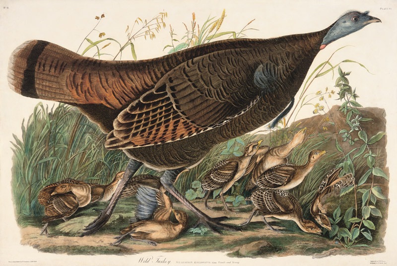 [Female Turkey[5].jpg]