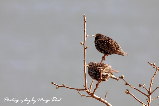 Starlings