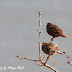 Starlings