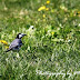 Piedwagtail2