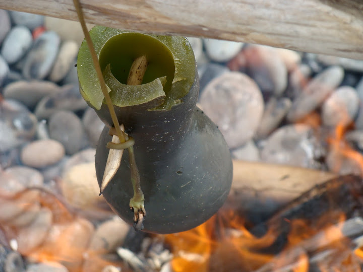 Boiling water in Bull Kelp
