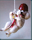 cane-attivo cane-attivo
