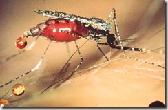 mosquitof mosquitof