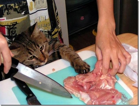 meat-cat
