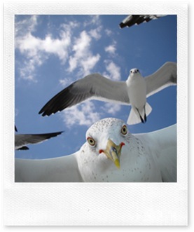 Curious gulls on Sanibel Island, Florida. Meet my friend, "Gull-i-Bel"!!! (Photo and caption by Richard Rush)