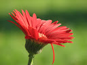 Profile Picture of Heather
