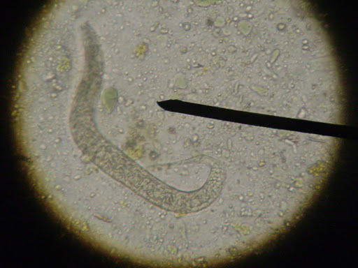 parasitic larvae pictures