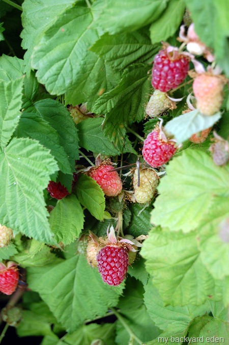 Berry Bushes