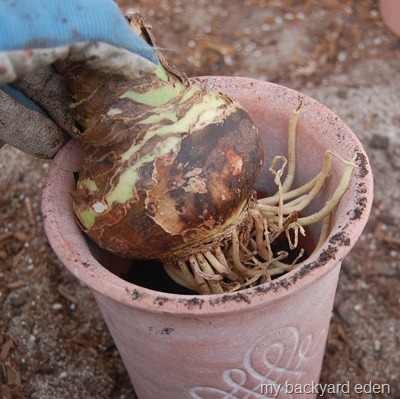 planting indoor bulbs