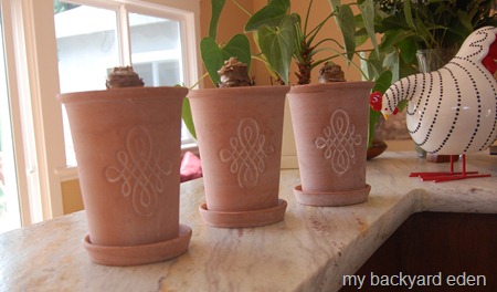 row of amaryllis