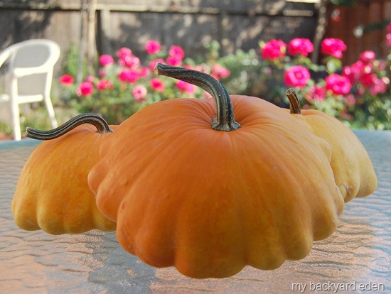 Monster Squash