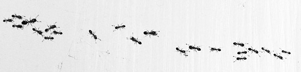 [ants_small1[1][5].jpg]