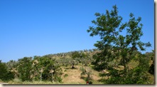 Massa Maritima Loop - Olive Trees