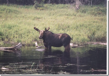 moose1