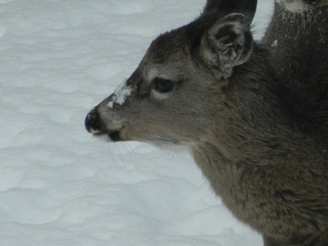 [deer 053[3].jpg]