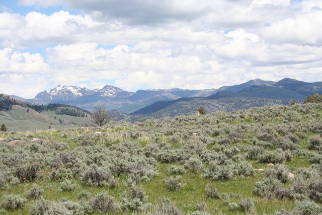 [yellowstone 356[2].jpg]