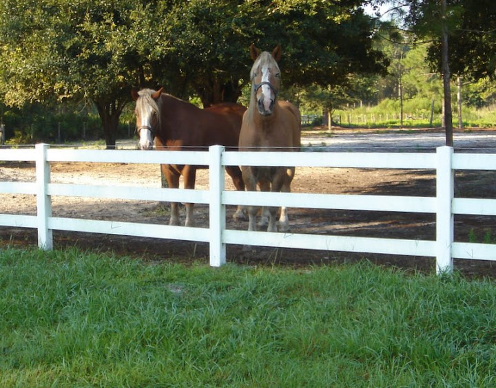 Tampa Bay Equestrian Communities