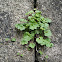 Kenilworth Ivy
