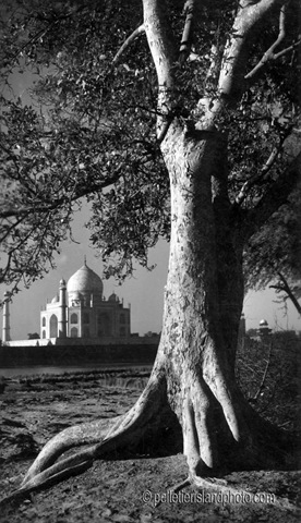 [taj_tree[3].jpg]
