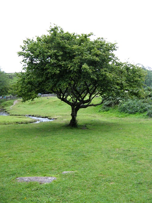 USED Tree_by_gabriella_stock