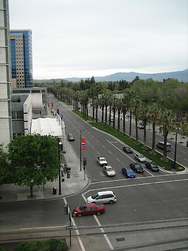 View of palm trees from hotel
