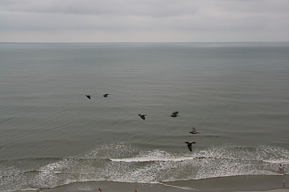 Birds over the Atlantic